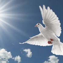 Rhoda M. Carrachino, 88